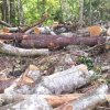 Dominikanische Republik: Jarabacoa: Aggression gegen Mutter Natur